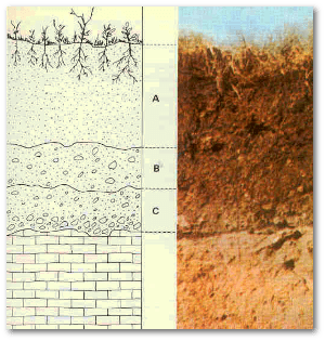 It takes a geologist or a farmer to appreciate soil structure.  Source
