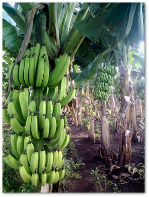 Potassium in the soil, then in the plants, then in the bananas, and then in us! Abhijeet